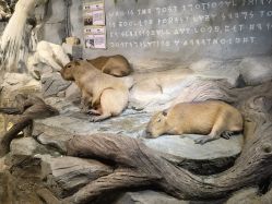 -Zoolung Zoolung动物主题公园(海信广场店)