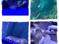 -上海海昌海洋公园