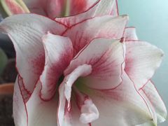 -MIKAKU(万达广场上海宝山店)