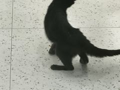 -喵园·猫主题咖啡厅·撸猫·猫咖(国贸店)