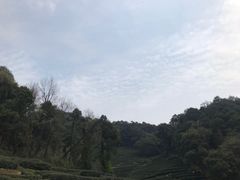 -龙井村