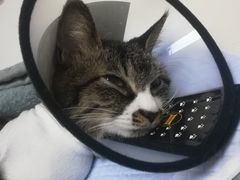 -关爱宠物医院·猫科中心·消化科(滨湖万达分院)