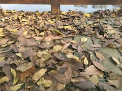 -飞来湖湿地公园