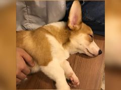 -柯斗斗主题餐厅·狗咖·围炉煮茶·茶饮(国瑞升平里店)