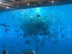 -瑞德姆美人鱼海底演艺主题餐厅(亚龙湾店)