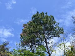 -木兰云雾山