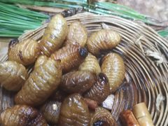 -昆虫窝子·特色云南菜(拓东路总店)