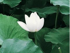 -莲湖公园
