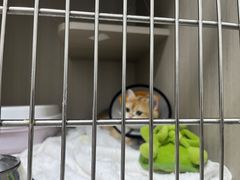 -宠物星动物医院·眼科·异宠·猫科(江南大道总院)