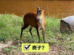 -野象谷景区