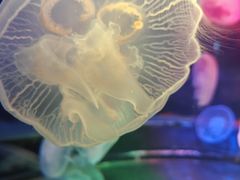 -太平洋海底世界