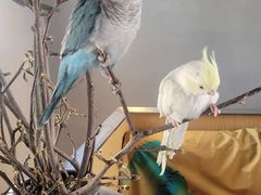 -吉丁鸟咖·异宠·寄养