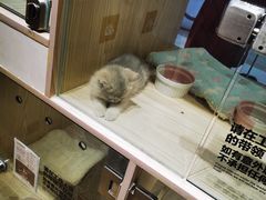 -屋虎猫馆(宝安大仟里店)