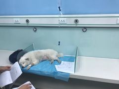 -纳吉亚猫专科动物诊疗中心(蒋宅口分院)