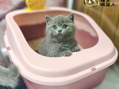 -糯米喵星人总部直营旗舰店·猫舍·幼猫出售
