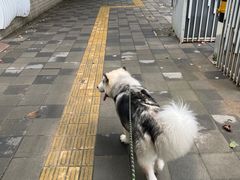-瑞鹏宠物医院犬猫全科(真大分院)