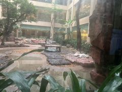 -白虎自助餐厅·真老虎·景观自助餐厅(广州长隆酒店)