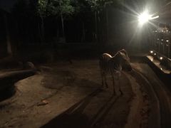 -清迈夜间动物园