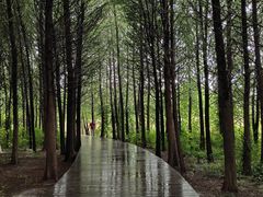 -溱湖国家湿地公园