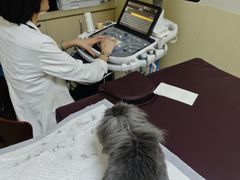 -美联众合动物医院·24h转诊中心