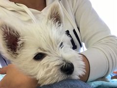 -芭比堂动物医院·犬猫全科·异宠专科(雁塔分院)