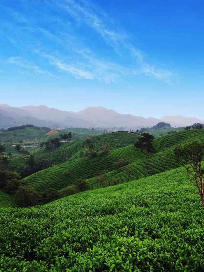 文新茶庄园-"95整体:一大片茶园 一大片治愈养眼绿.