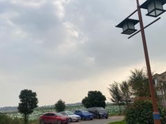 -空港花田景区