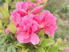 -梧桐山风景名胜区