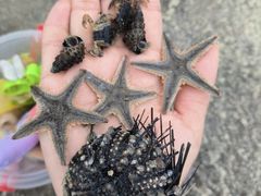 -万尾金滩