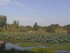 -白鹭湾湿地公园
