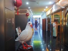 -琬苑鸽庄·川粤融合菜(解放碑总店)