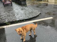 -东梓关景区村庄