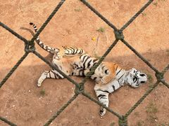 -西霞口神雕山野生动物世界