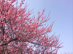 新建村梅林-新建村梅花