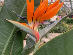 -南宫五洲植物乐园