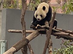 -成都大熊猫繁育研究基地