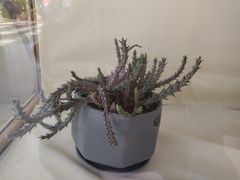 -南山植物园