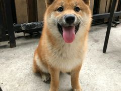 -柴犬高等学院·狗咖·柴犬售卖·宠物训练