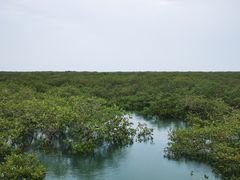 -北海金海湾红树林生态旅游区