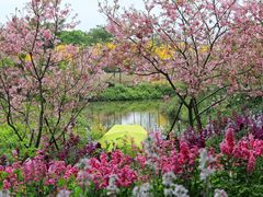 -天适樱花悠乐园