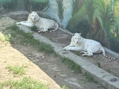 -西霞口神雕山野生动物世界