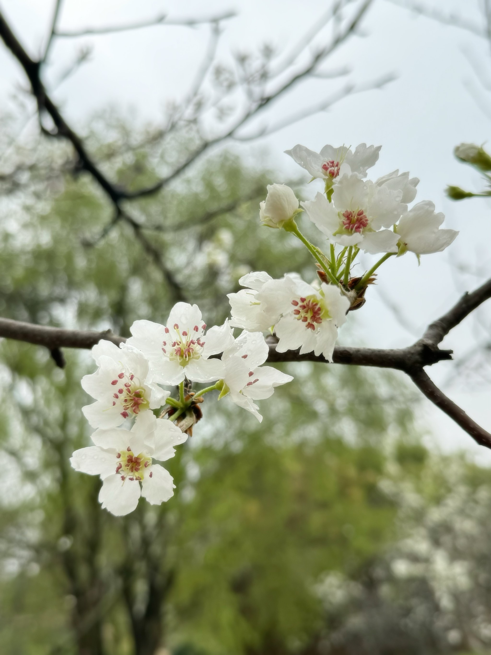 成都市区  赏梨花98宝藏地