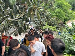 -桃源山庄·水蜜桃采摘·柴火鸡·烧烤团建(龙泉山店)