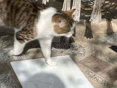 -喵屿·大理花园猫咖