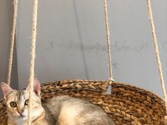 -Heymao猫咖.咖啡厅(东门店)