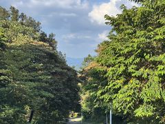 -黄埔油麻山森林公园