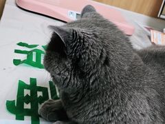 -瑞派宠物医院·24h·骨外科·皮肤科·全科宠物医疗转诊中心(沈阳浑南院)