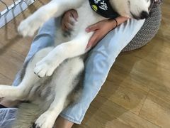 -Husky Go! 哈士奇体验馆·宠物咖啡厅狗咖