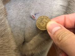 -艾贝尔宠物医院·24H转诊中心·肿瘤猫专科(江宁双龙店)