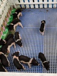 -萌宠亲子动物乐园(槐房万达店)